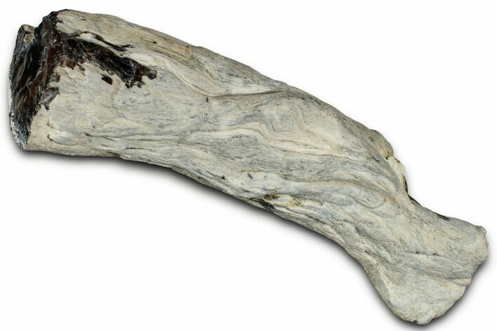 Petrified Wood Limb Section - Nevada #326702